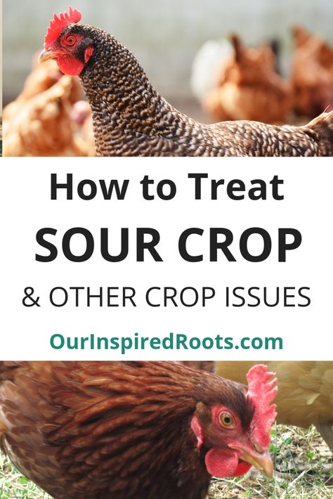 Is your chicken acting sick with a large crop? She may have sour crop or impacted crop. She may also get pendulous crop from it. Find out how I treat it naturally. #chickens #naturalhomestead #homesteading Sour Crop In Chickens, Diy Homesteading, Baby Chicks Raising, Backyard Chicken Farming, Chicken Health, Chicken Treats, Raising Backyard Chickens, Keeping Chickens, Building A Chicken Coop