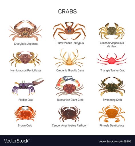 Crab Species, Crab Illustration, Camels Art, Ocean Unit, Sea Crab, Platypus, Crustaceans, New Thought, Animal Sketches