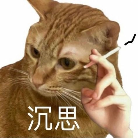 Chinese Meme, Chinese Cat, Millennials Funny, Sick Humor, Some Jokes, Happy Birthday Funny, Japanese Cat, Silly Cats Pictures, Happy Cat