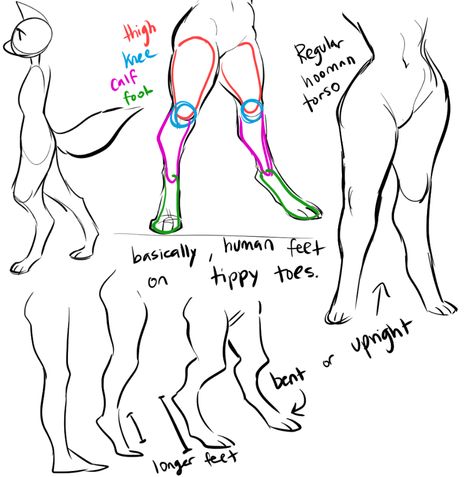 scribbled out a little digigrade leg thing for a bud, maybe you guys will find some use out of it too! 강아지 그림, Body Reference Drawing, Drawing Drawing, Anatomy Drawing, Poses References, Creature Concept Art, Anatomy Reference, Reference Poses, Anatomy Art