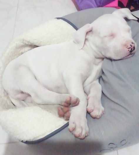 All White Pitbull, Albino Pitbull, White Pitbull Puppies, Albino People, White Pitbull, Puppies For Sale Near Me, Earth Baby, Hype Clothing, Pitbull Puppies