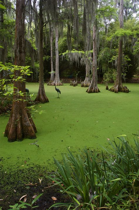 Louisiana Swamp, Robin Hood, Scenery Wallpaper, Planet Earth, Beautiful World, Mother Nature, Louisiana, Art Boards, South Carolina