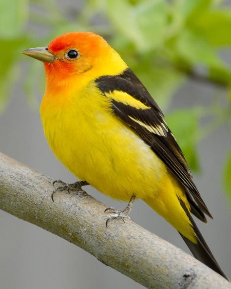 Western Tanager Western Tanager Bird, Western Tanager, Most Beautiful Birds, Kinds Of Birds, Nature Birds, Backyard Birds, Exotic Birds, Bird Pictures, Pretty Birds