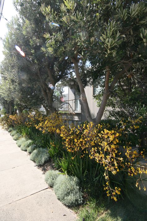 Native Verge Garden Australia, Native Screening Plants Australia, Australian Native Hedge, Native Garden Australia, Hill Backyard, Verge Garden, Entry Garden, Garden Edge, Driveway Edging