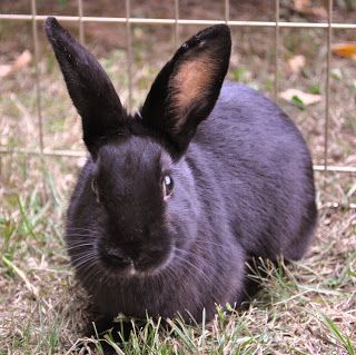 ~ Havana Rabbit ~ Giant Rabbits, Havana Rabbit, Colorful Fur Coat, Rabbit Stuff, Real Animals, Flemish Giant, Foo Foo, Raising Rabbits, Rabbit Breeds