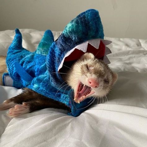 Baby Ferrets, Funny Ferrets, A Ferret, Pet Ferret, Cute Ferrets, Pets 3, Pretty Animals, Silly Animals, Great White