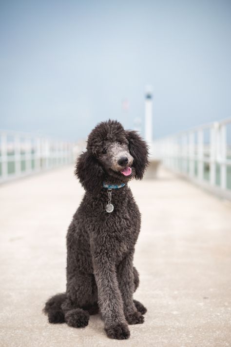 . Gray Poodle, Grey Poodle, Poodle Haircut, Poodle Puppy Standard, Poodle Cuts, Her Royal Highness, Samoyed Dog, Puppy Photography, Poodle Grooming