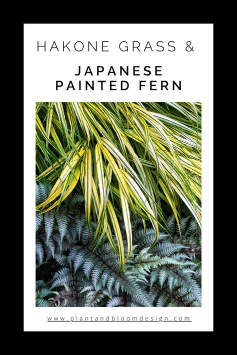 Visit the blog and learn more about golden variegated Hakone grass (Hakonechloa macra 'Aureola'), and how to combine it with Japanese painted fern (Anisocampium niponicum 'Pictum') and other shade garden companions. Get landscape design inspiration, gardening ideas and more. Japanese Shade Garden, Planting Companions, Hakone Grass, Hakonechloa Macra, Painted Fern, Japanese Painted Fern, Coral Bells Heuchera, Plantain Lily, Shade Grass