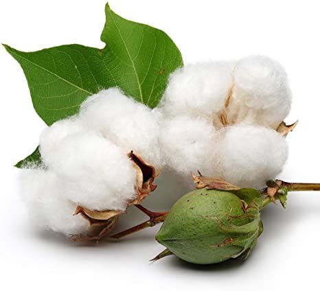 White Cotton 25 Seeds - Gossypium Hirsutum Cotton Plant, Easy Grow Perennial Shrub Upland Cotton, Winter Hardy Showy Flowers Plants, Mexican Cotton Seeds for Growing Cotton Boll, Cotton Plant, Perennial Shrubs, Clean Candle, Cotton Swabs, Tree Seeds, Cotton Buds, Clean Cotton, Beach Blanket