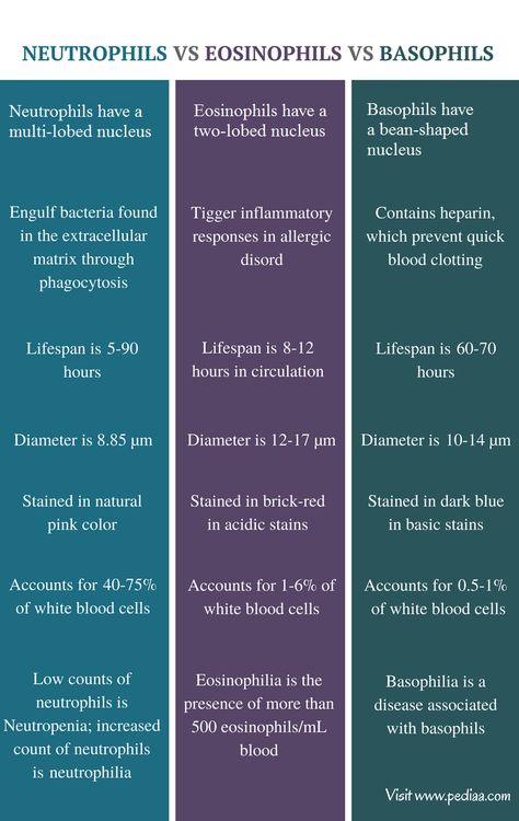 Difference Between Neutrophils Eosinophils and Basophils | Structure, Function, Comparison Hypersensitivity Reactions, Plasma Membrane, Body Cells, Viral Infection, Lymph Nodes, White Blood Cells, Red Stain, What Is The Difference Between, Blood Cells