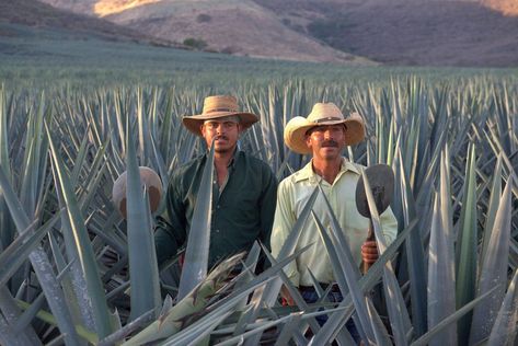 Ghost Lifestyle, Agave Field, Joey Lawrence, Patron Tequila, Mexican Home Decor, Mexican Home, Agave Plant, American Gothic, Unsung Hero