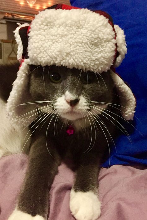 Cat With Ushanka, Cat Ushanka, Goofy Cats, Silly Kitty, Cats Pictures, Funky Hats, Cat Pfp, Cat Couple, Silly Cats Pictures