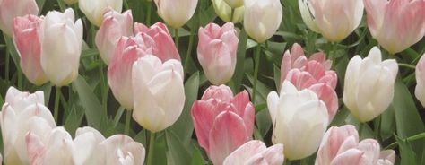 Tulips Notion Header, Notion Headers Coquette, Astetic Pink Widgets, Tulips Header Twitter Aesthetic, Flowers Header Twitter, Tulips Twitter Header, Pink Tulips Header, Tulips Aesthetic Header, Tulips Header