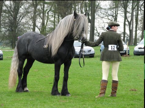 Dales Pony, Unique Horses, Horses Breeds, Highland Pony, Pony Breeds, All Breeds Of Dogs, Fantasy Horses, Black Stallion, English Riding