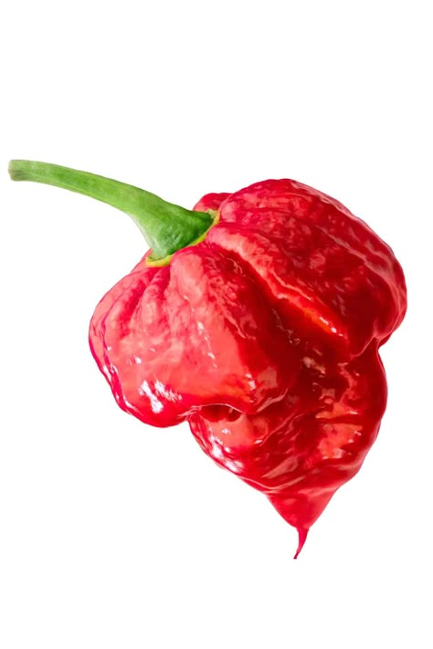 Trinidad Scorpion Pepper Scorpion Pepper Hot Sauce, Pepper Ideas, Types Of Chili Peppers, Trinidad Scorpion, Pickled Jalapeno Peppers, Hot Sauce Recipe, Cravings Recipes, Heat Index, All Food Recipes