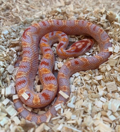 Okeetee Corn Snake, Snake Morphs, Snakes For Sale, Snake Cages, Corn Snakes, Corn Snake, Cute Reptiles, Animal Photos, Creature Feature