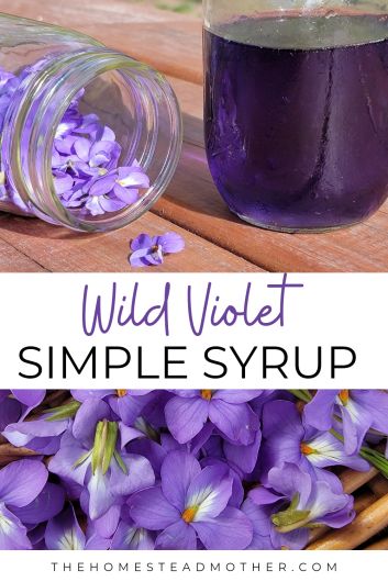 Violet Syrup, Spring Cocktail, Edible Flowers Recipes, Foraging Recipes, Garden Therapy, Simple Syrup Recipes, Foraged Food, Homemade Syrup, Spring Cocktails