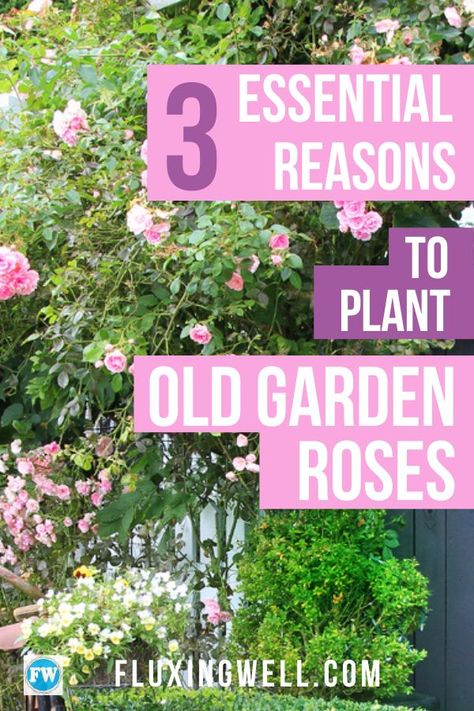 3 Essential Reasons to Plant Old Garden Roses will give you some rose ideas, even if you have never been able to grow roses before. Tired of messing with disease-prone hybrid tea roses? Old garden roses are disease-resistant and deer-resistant. Avoid rose problems by planting these flowers in your flower garden and enjoy beautiful blooms each year.  Old garden roses are nearly the perfect garden plant. If you want to have a pretty garden without much effort, try these! #gardeninspiration #diy Roses Varieties, Rose Bush Care, Rose Ideas, Backyard Flowers Garden, Old Garden, Deer Resistant Plants, Heirloom Roses, Pretty Garden, Flower Garden Design