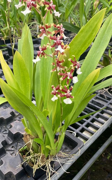 Baby Orchid, Chocolate Scent, Oncidium Orchids, Orchid Plant Care, Orchid Varieties, Natural Landscaping, Cattleya Orchid, Growing Orchids, Dendrobium Orchids