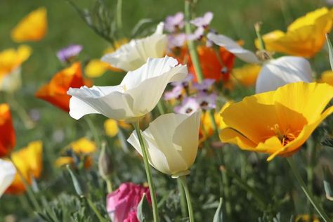 8 Self-Seeding Flowers to Grow in Australia | Ultimate Backyard Flower Garden Australia, Garden Ideas Australia, Flowers To Grow, Ultimate Backyard, Spring Garden Flowers, Flower Garden Design, Tall Flowers, Growing Flowers, Yard Ideas