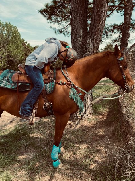 Barrel Racing Tack, Chestnut Horse, Barrel Racing, Horse Tack, Chestnut, Barrel