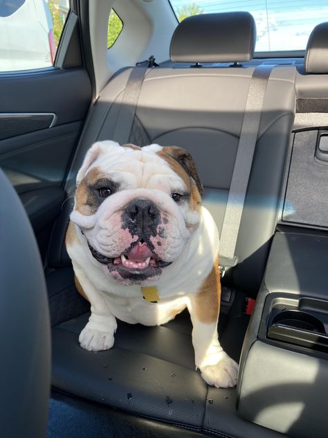 Out on a car trip #bulldog #bulldogpuppies #frenchbulldog Bulldog Aesthetic, Baby Bulldogs, Take A Smile, Cute Bulldog Puppies, American Bull, Car Trip, Bulldog Pics, French Dogs, Bulldog Breeds