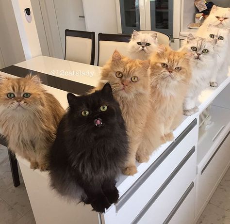 “12 Cats Lady” Is Exploding Instagram With Her Twelve Persians                                                                                                                                                                                 More Chinchilla Persian, Adorable Pictures, Lady Cat, Persian Cats, Kitten Pictures, Persian Cat, Happy Wednesday, Tabby Cat, Crazy Cat Lady