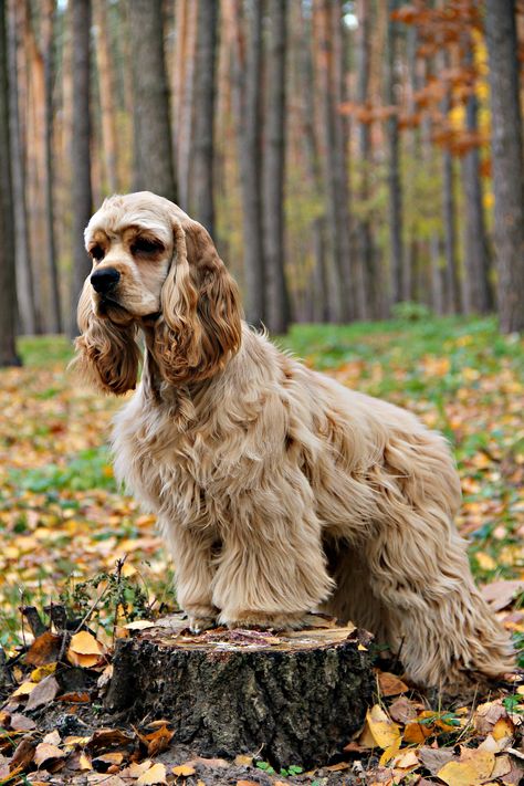 Cocker Spaniel Haircut, American Spaniel, Cocker Spaniel Grooming, Cocker Spaniel Breeds, Spaniel Puppies For Sale, Every Dog Breed, Akc Breeds, Spaniel Breeds, American Cocker Spaniel