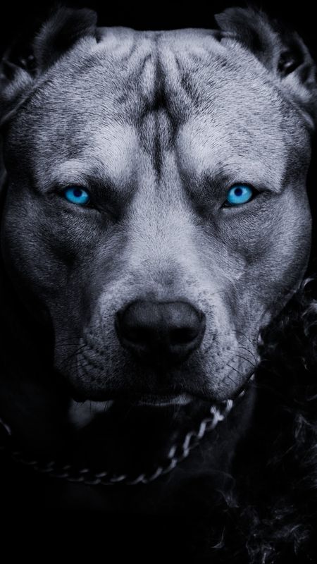 Pitbull Silver Blue: original wallpaper with pitbull. Single wallpaper pack. Pitbull Photography, Single Wallpaper, Pitbull Wallpaper, Pitbull Blue, Lup Singuratic, Pitbull Dog Puppy, Pitbull Dog Breed, Black Pitbull, Dog Print Tattoo