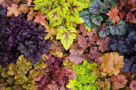 Coral Bells Plant, Best Ground Cover Plants, Geranium Macrorrhizum, Coral Bells Heuchera, Hydrangea Quercifolia, Plant Texture, Deer Resistant Plants, Coral Garden, Coral Bells