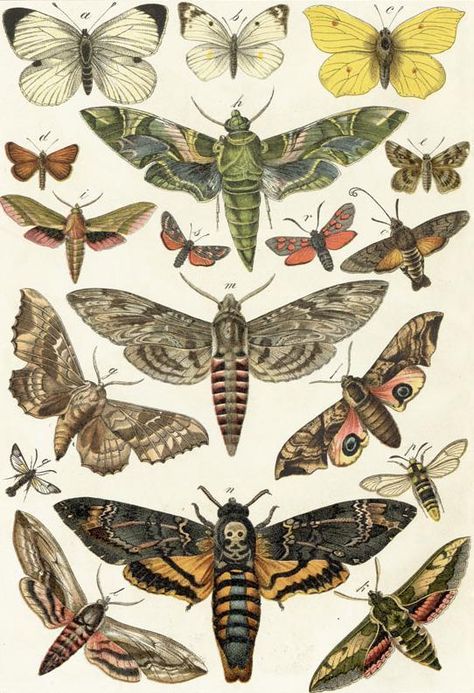 Insect Tattoo, Desain Editorial, Moth Tattoo, Insect Art, Scientific Illustration, Art Et Illustration, Art And Illustration, Vintage Butterfly, Butterfly Tattoo