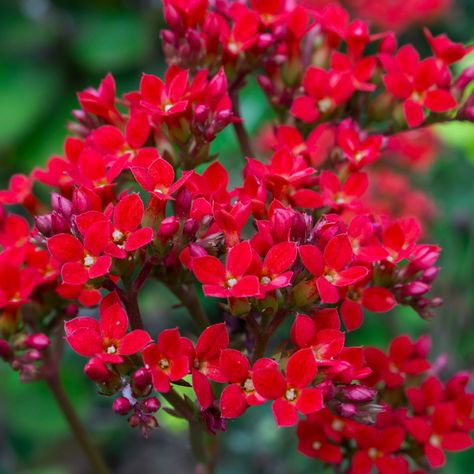 Kalanchoe Blossfeldiana, Paint Flowers, Balcony Plants, Tiny Plants, Low Maintenance Plants, Unique Plants, African Violets, Flower Bud, Succulent Pots