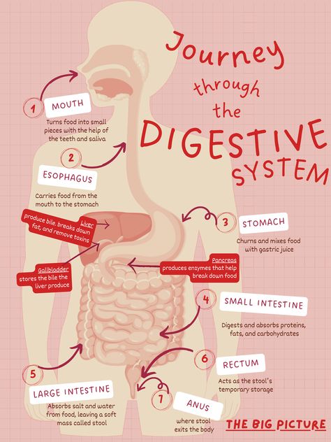 This diagram describes the basic organs of the digestive system. Biology Digestive System, Alimentary Canal Diagram, Digestive System Notes, Digestive System Poster, Digestive System Activities, Digestive System Diagram, Teeth Diagram, Digestive System Worksheet, Digestive System Anatomy