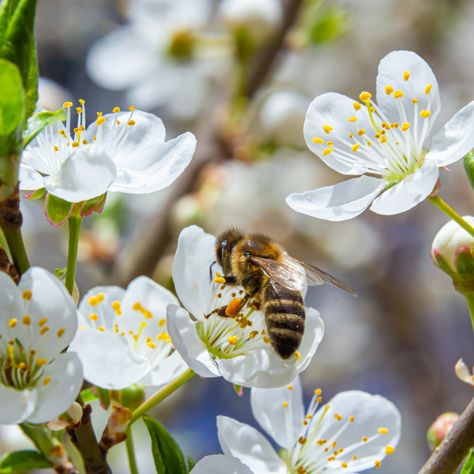 🐝 Amidst the fragrant Acacia blossoms, our Georgian Grey Bees embark on a unique journey. Their delicate encounters weave the enchantment of Tapli's Acacia honey—an experience you won't find anywhere else in the US. Taste the distinction in every drop. 🍯 #GeorgianGreyBee Acacia Honey, Black Honey, Art Ideas, Blossom, Honey, This Is Us, Bee, Grey, Art