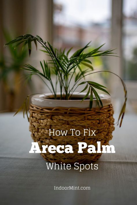 7 Tips To Fix Areca Palm White Spots [Guide] - Indoor Mint Palm Plant Indoor, Areca Palm Indoor, Emo Hairstyles For Guys, Areca Palm Plant, Glinda The Good, Glinda The Good Witch, Areca Palm, Indoor Plant Care, Palm Plant