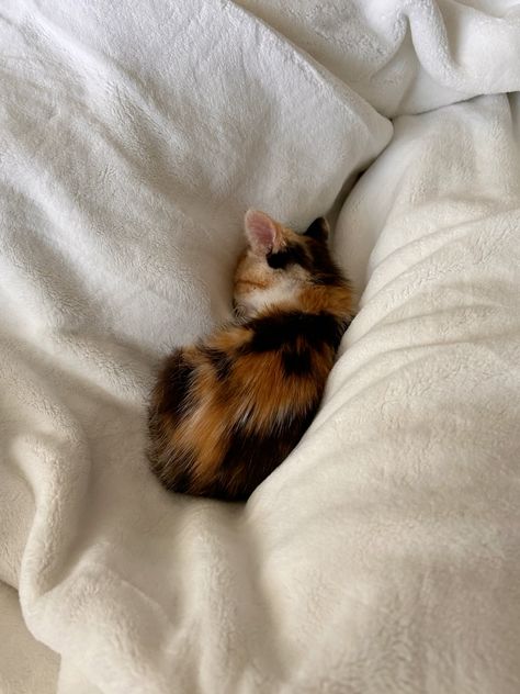 vermithor cute calico baby kitten cat black white orange hazel eyes aesthetic background photography Calico Cats Cute, Calico Kitten Aesthetic, Calico Cats Aesthetic, Orange Black And White Cat, Calico Aesthetic, Calico Cat Aesthetic, Hazel Eyes Aesthetic, Cats Calico, Cat Calico