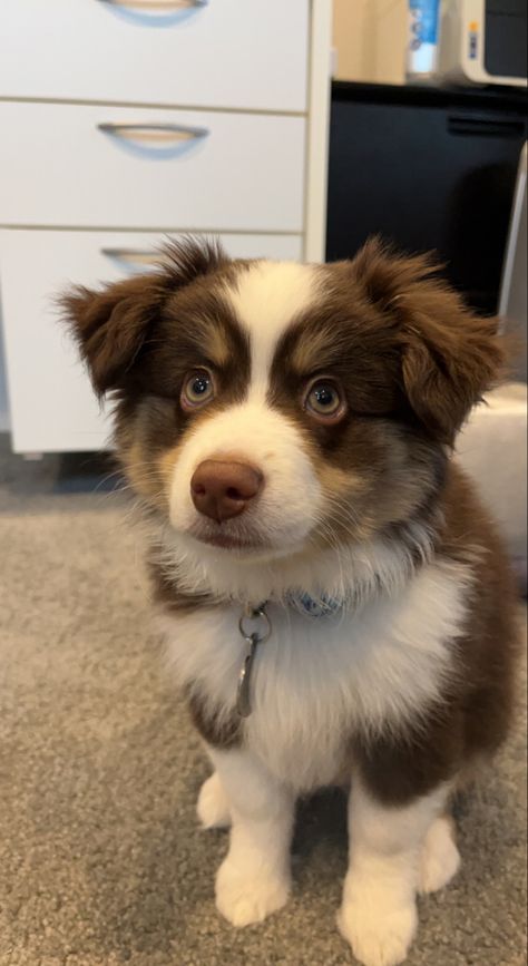 Adorable Puppies Aesthetic, Cute Medium Dogs, Cute Hypoallergenic Dogs, Puppy Cute Aesthetic, Cheap Puppies, Puppies Cutest, Cute Dog Breeds, Mini Aussie Puppy, Aussie Puppy