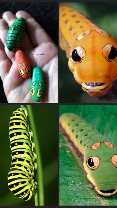 Spicebush Swallowtail Caterpillars. Artbyma66 Painted Rock Caterpillar, Caterpillar Rock Painting, Spicebush Swallowtail, Monarch Caterpillar, Rock Ideas, Paint Rock, Painted Rock, A Rock, Art Activities