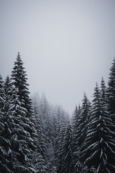 Snow Wallpaper Iphone, Hd Wallpapers For Iphone, Winter Wonderland Wallpaper, Forest Background, Hd Wallpaper Iphone, Wallpapers For Iphone, Simple Iphone Wallpaper, Forest Wallpaper, Wallpaper Iphone Christmas