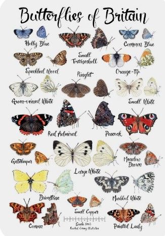 Butterfly Identification, Butterflies Poster, Vibrant Poster, Types Of Butterflies, Butterfly Species, Big Butterfly, Moth Art, Butterfly Poster, Bird Poster