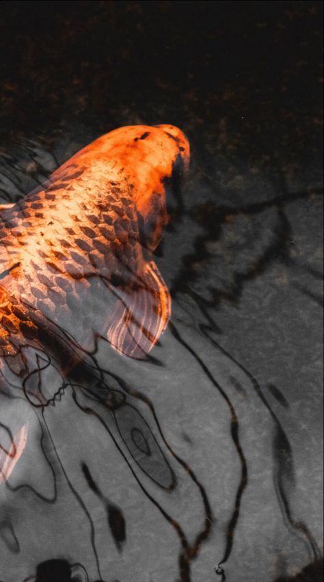 Carp Wallpaper, Koi Carp Fish, Mobile Screensaver, Carp Fish, Samsung Galaxy S4 Mini, Fishing Pictures, Water Animals, Koi Carp, Fish Wallpaper