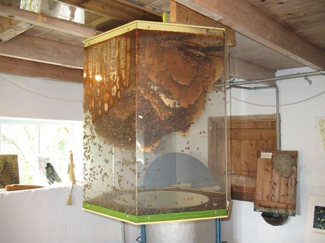 Giant Observation Hive | Flickr - Photo Sharing! Indoor Honey Bee Hive, Glass Bee Hive, Hive Architecture, Bee Hive Design, Observation Hive, Plexiglass Panels, Bee Houses, Raising Bees, Bee House