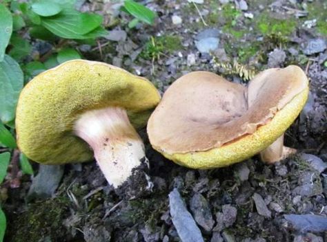 Boletus subtomentosus, Suede Bolete mushroom - EDIBLE Mushroom Edible, Bolete Mushroom, Mushroom Identification, Slime Mould, Edible Mushrooms, Turn Blue, Wild Mushrooms, Pictures Images, Ecology