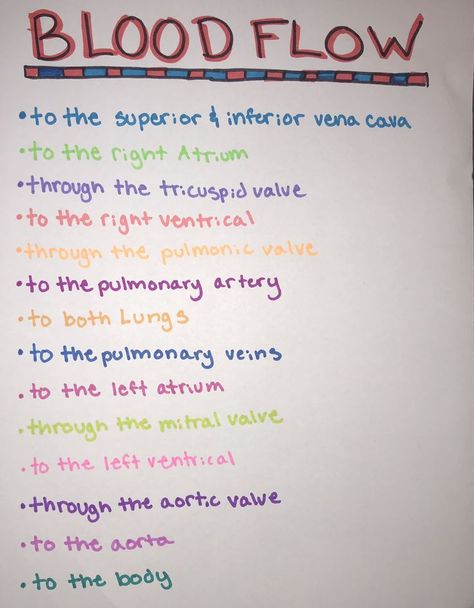 Functions Of The Heart, Anatomy And Physiology Heart Notes, How The Heart Works, Flow Of Blood Through The Heart, Blood Flow Through The Heart Mnemonic, Human Heart Notes, Cmsrn Exam, Heart Anatomy Studying, Echo Sonography