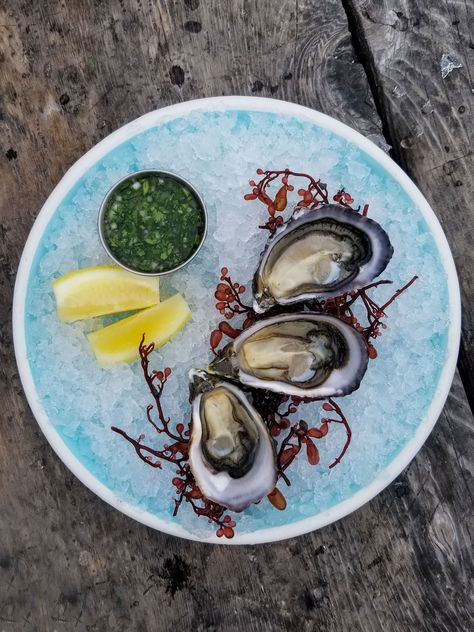 When your farm manager and farm chef hang out... beautiful things happen! Getting creative with plating and showing off our #EarthquakeBay oysters! Who else is a huge fan of the seagrape seaweed garnish?! // #hogislandoysterco #oysters #eatoysters #staysalty #shellfish #savetheworldeatfarmedoysters Oyster Plating, Stay Salty, Oyster Plates, Cooking Kitchen, Food Styling, Food Photography, Plating, Tableware