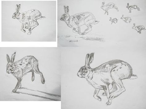 Brown hare pictures - drawings and watercolour paintings Hare Sketch, Hare Images, Hare Running, Hare Pictures, Hare Watercolour, Hare Painting, The Notebook, Wildlife Art, Pictures To Draw