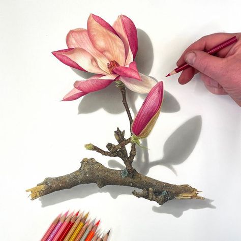 David L Morrison on Instagram: "I’ve started reworking and making final adjustment to this colored pencil drawing of a magnolia blossom. Putting the drawing away for a week has helped me see it in a new light. One of the main things I have discover is the surface you are drawing on can make a big difference. I like to draw on plexiglass for a variety of reasons. First of all, the surface enables me to apply heavy pressure and burnishing. The drawing is attached to the plexiglass so I can easil Hyperrealistic Drawing, William S Burroughs, Pen Art Drawings, Magnolia Blossom, Colour Pencil, Watercolor Painting Techniques, Moment In Time, Colored Pencil Drawing, Drawing For Beginners