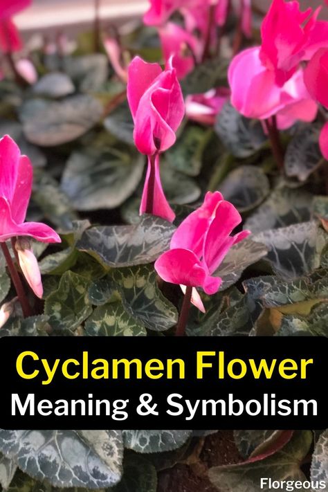 Cyclamen Flower Cyclamen Flower Aesthetic, Cyclamen Care, Plant Meanings, Cyclamen Flower, Spiritual Signs, How To Split, Red Plants, Flower Meanings, Nothing But Flowers