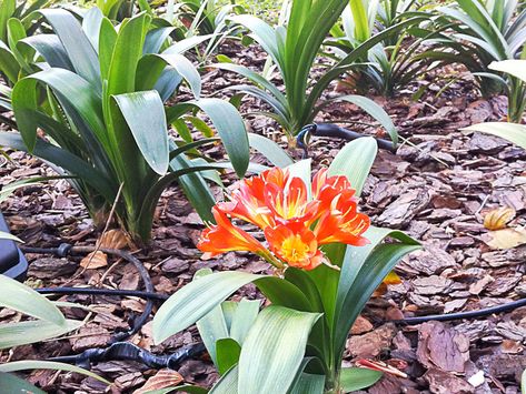 Prima da tulipa tem flores em formato de buquê Plants