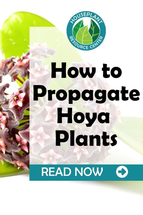 How To Propagate Hoya Hoya is a stunning perennial flowering plant in the plant family Apocynaceae. Many species are popular houseplants because they are easy to grow, require little care, and are rather easy to propagate, so if you’re looking for a plant to add to your indoor jungle that keeps on giving beautiful plants for years to come, hoya might be the perfect choice. Propagate Hoya Plant, Propagate Hoya, Hoya Obovata, Hoya Plant, Fiddle Leaf Fig Tree, Indoor Jungle, Beautiful Plants, Fiddle Leaf Fig, Fig Tree